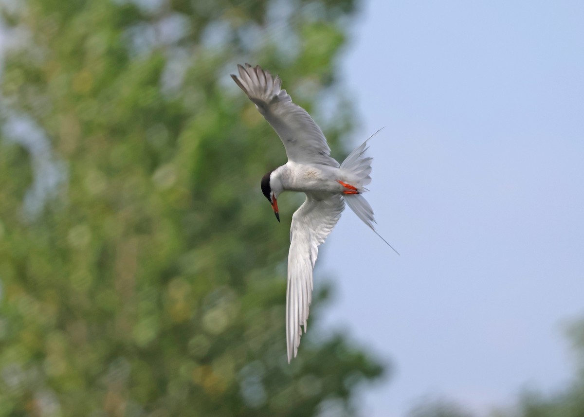 Forster's Tern - ML639461977
