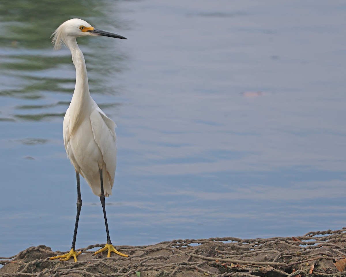 Snowy Egret - ML639461997