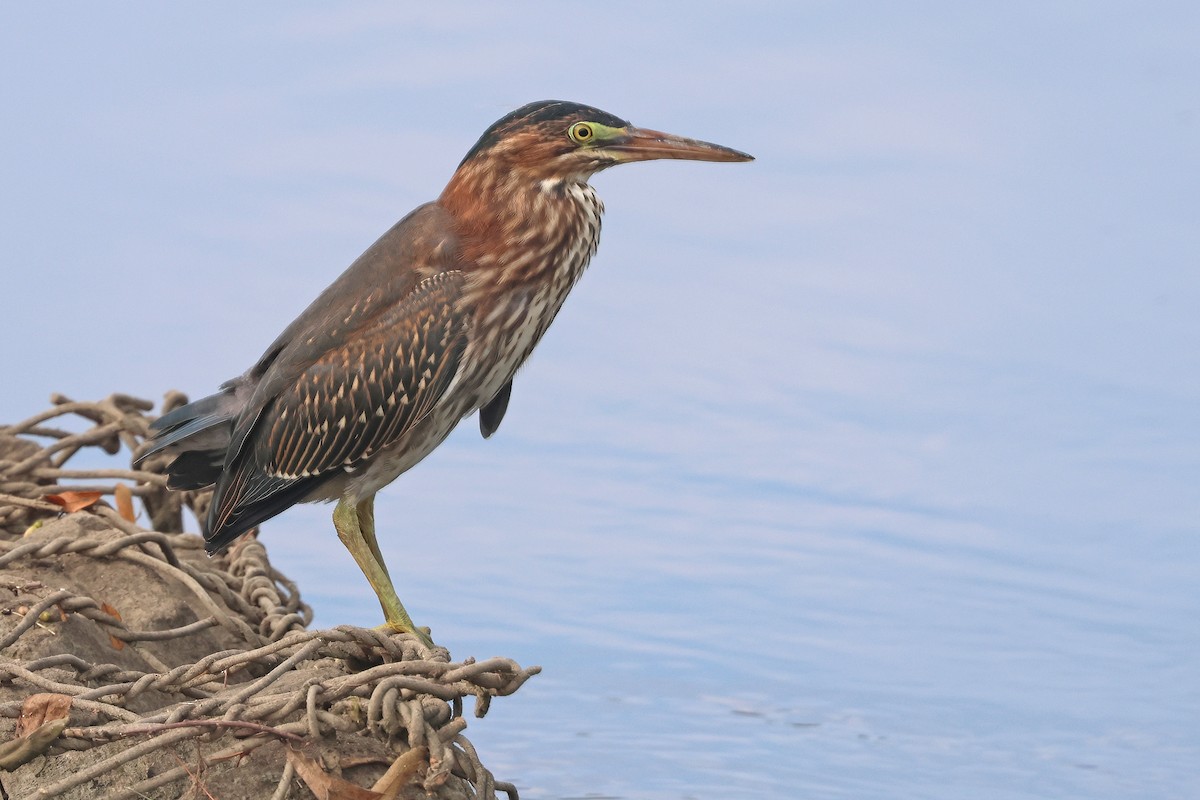 Green Heron - ML639462006