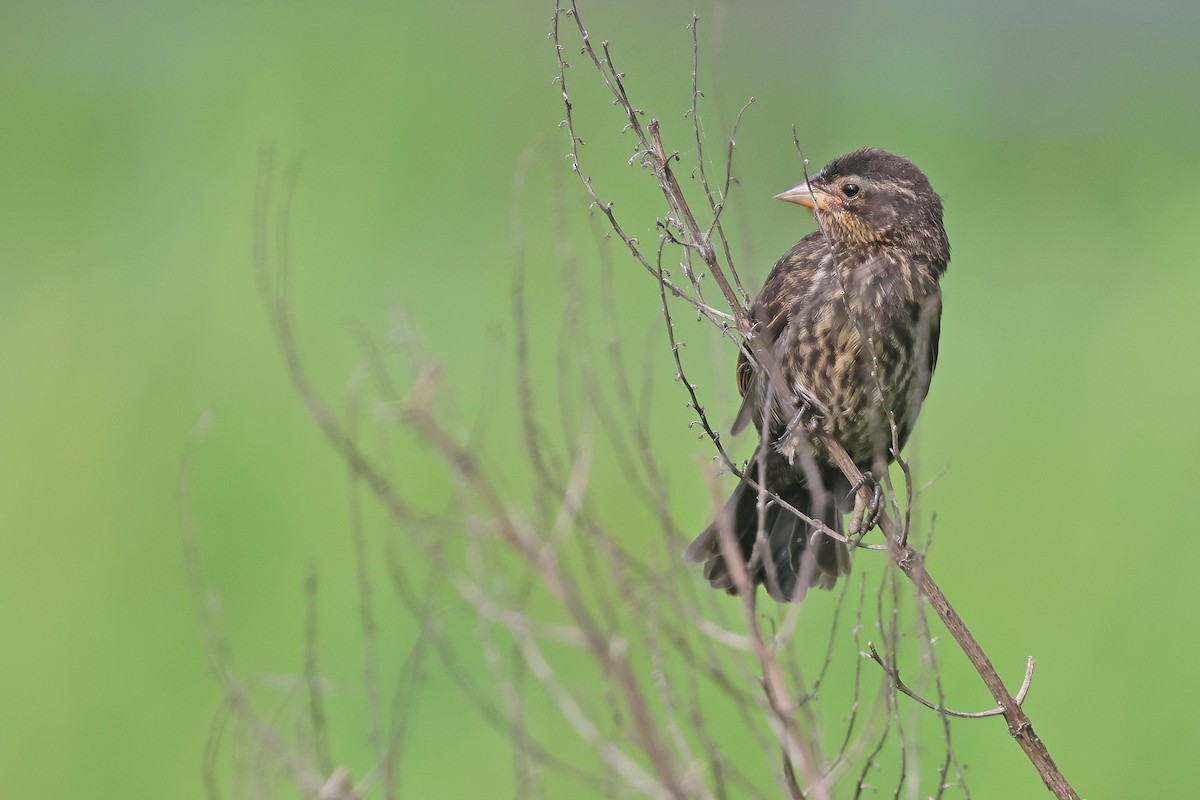 Red-winged Blackbird (Red-winged) - ML639462011