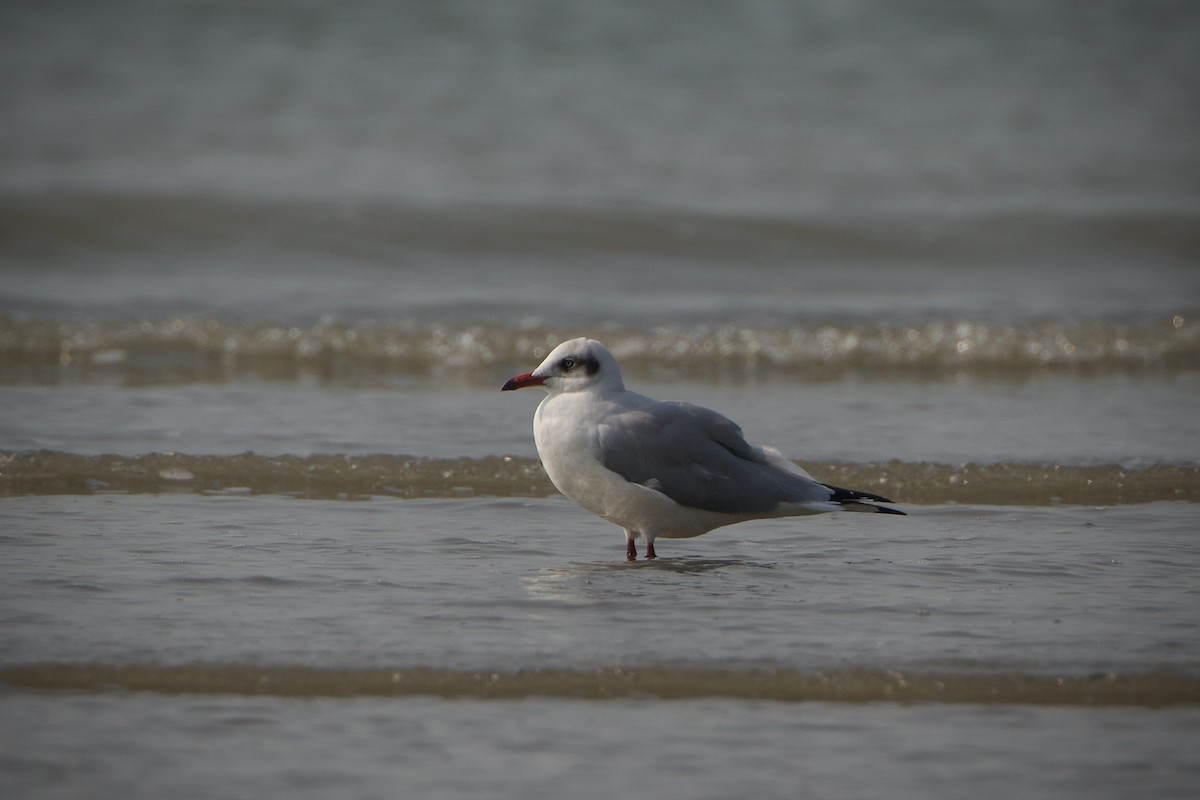 Brown-headed Gull - ML639462020