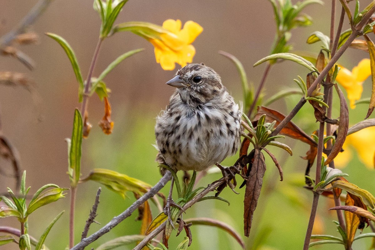 Song Sparrow - ML639462024