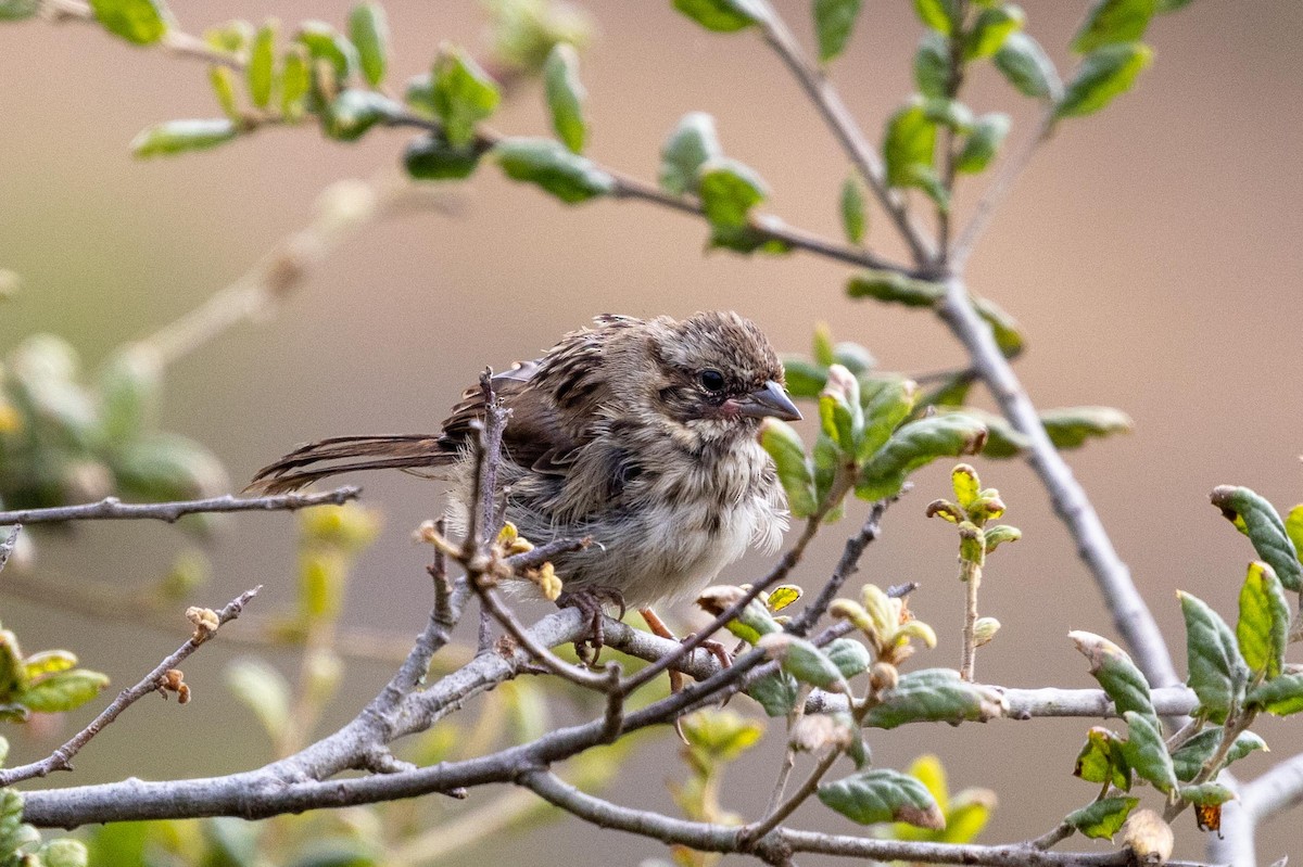 Song Sparrow - ML639462025