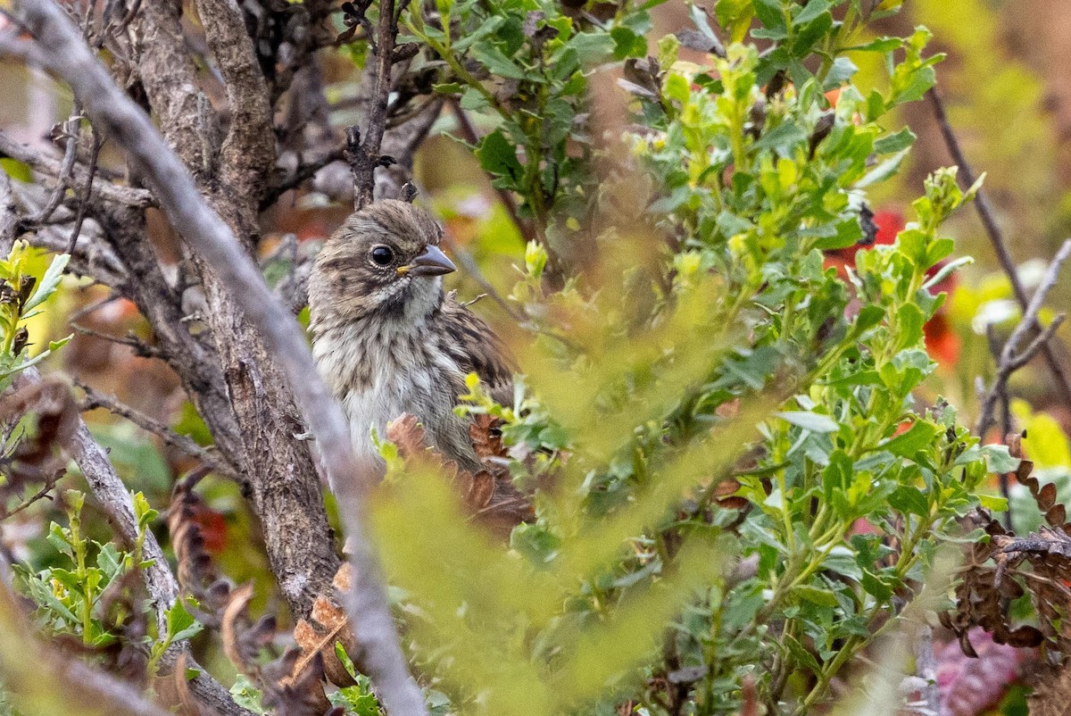 Song Sparrow - ML639462026
