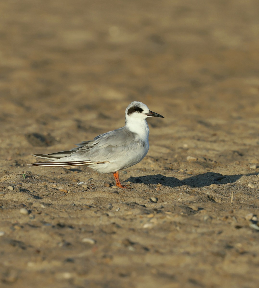 Forster's Tern - ML639462060
