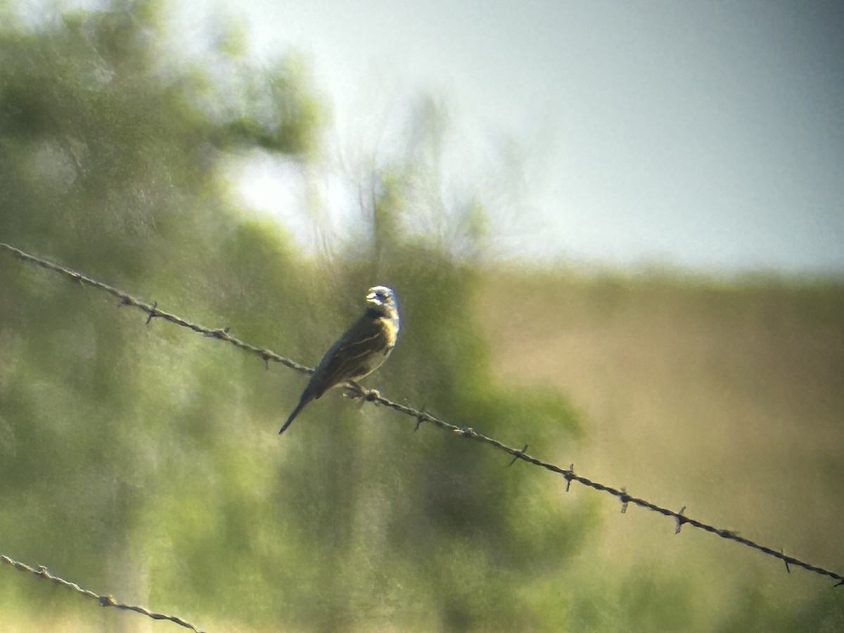 Blue Grosbeak - ML639462094