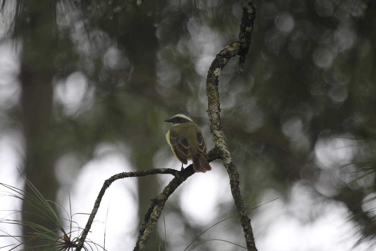 Social Flycatcher - ML639462125