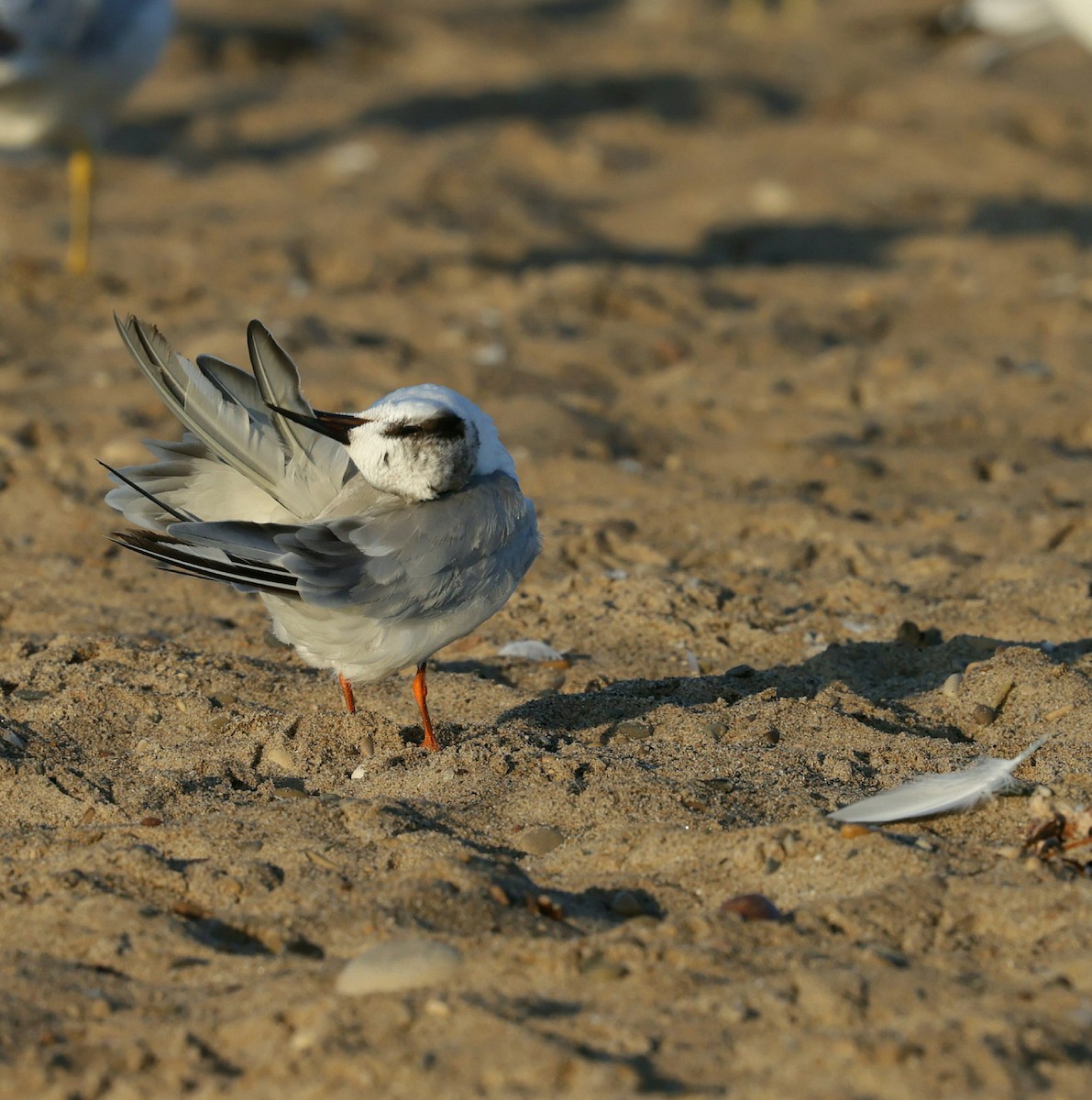 Forster's Tern - ML639462134