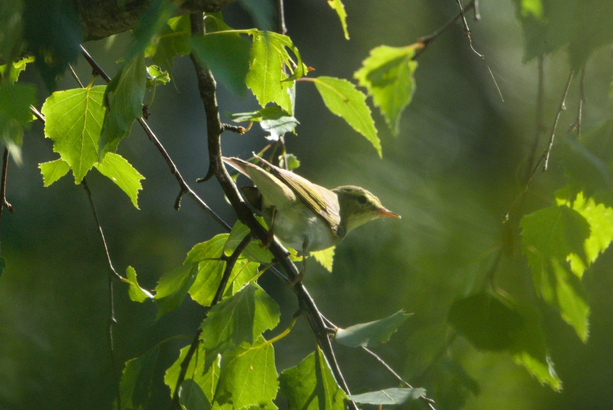 Wood Warbler - ML639462147