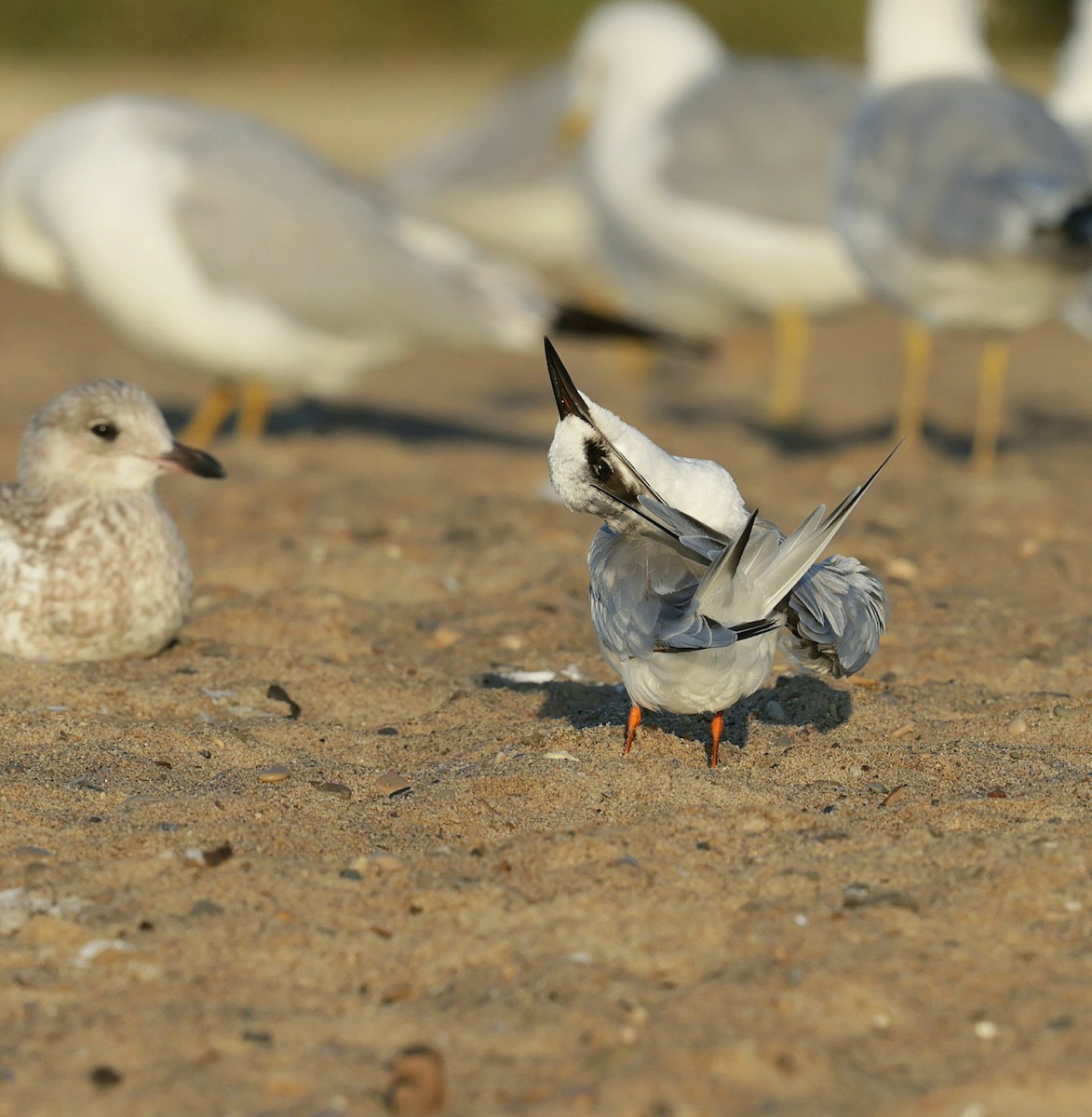 Forster's Tern - ML639462173