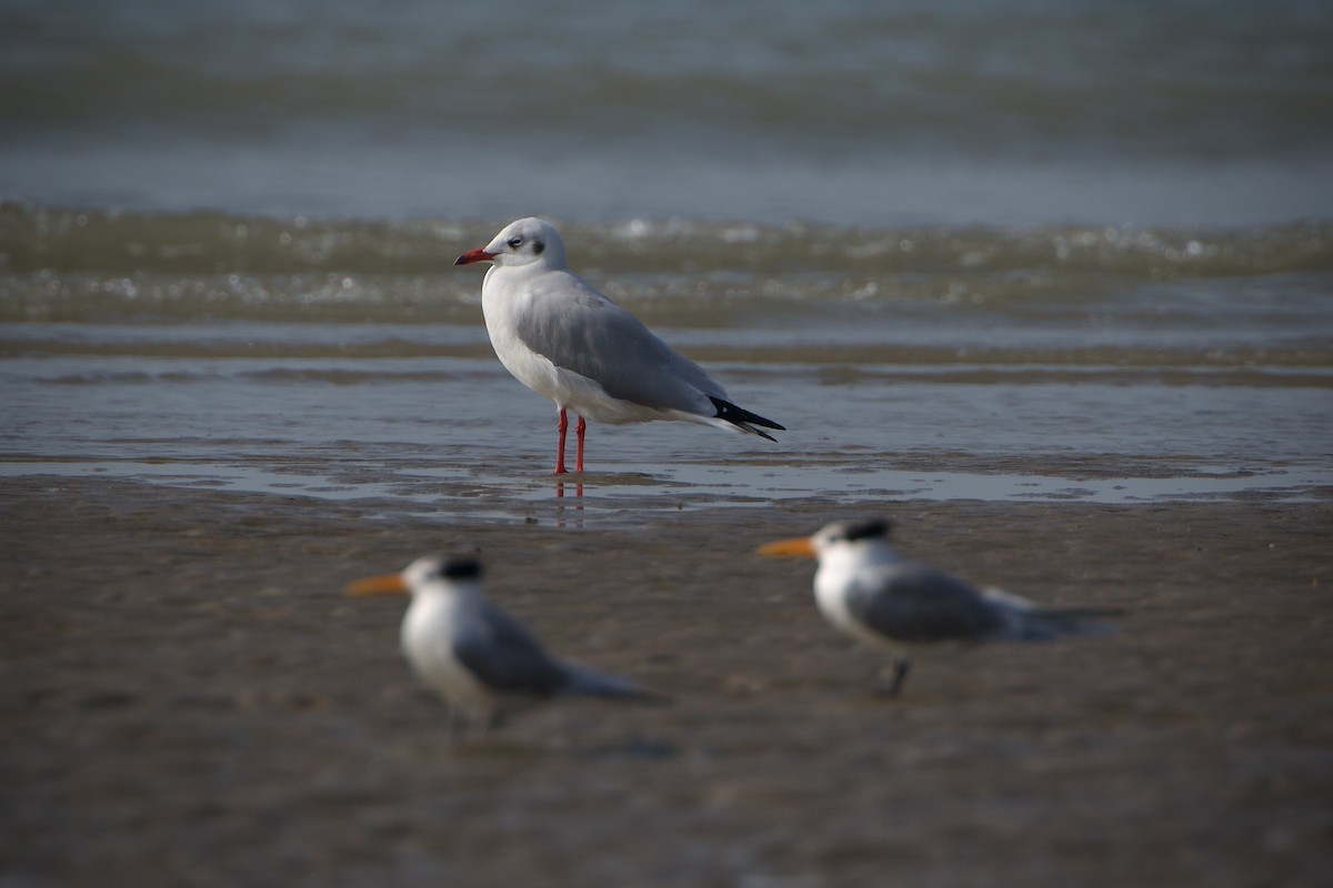 Brown-headed Gull - ML639462177