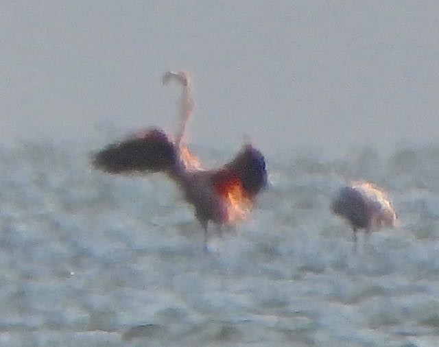 American Flamingo - ML639462264