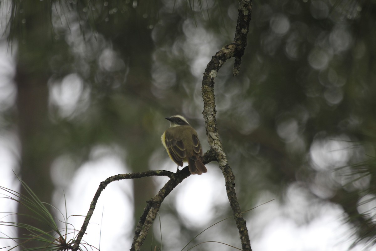 Social Flycatcher - ML639462345