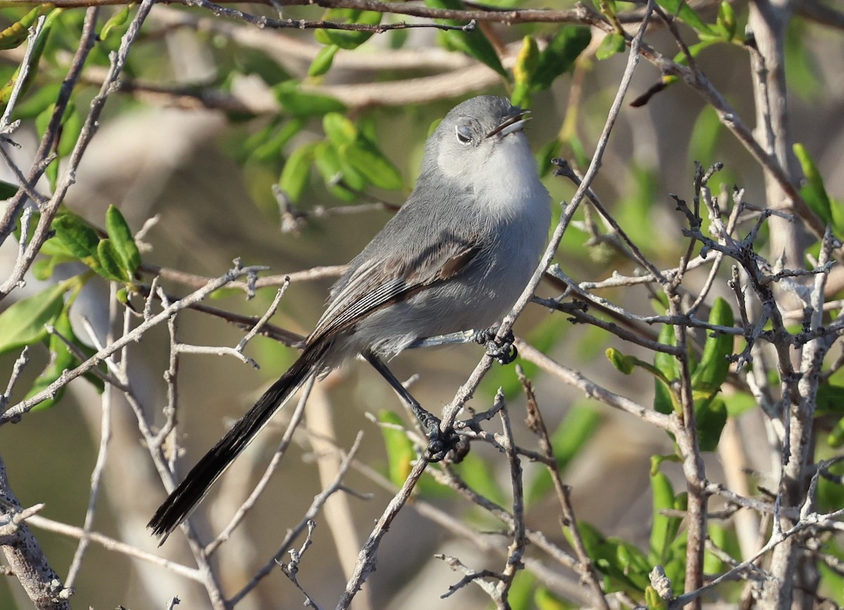 Cuban Gnatcatcher - ML639462420