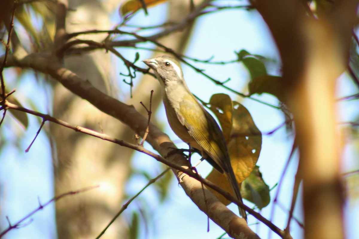 Green-winged Saltator - ML639462597