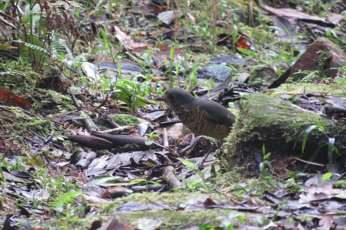 Undulated Antpitta - ML639462608