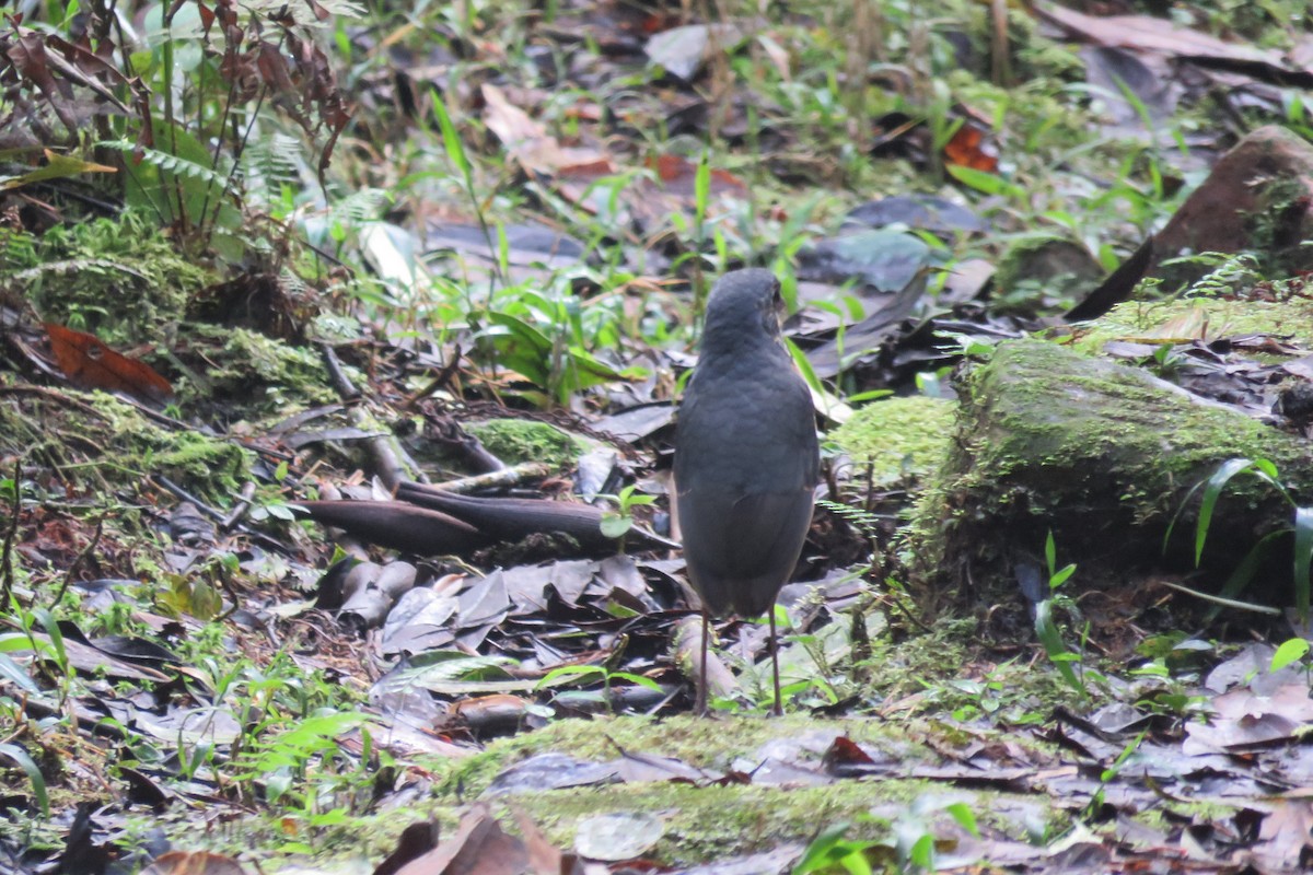 Undulated Antpitta - ML639462610