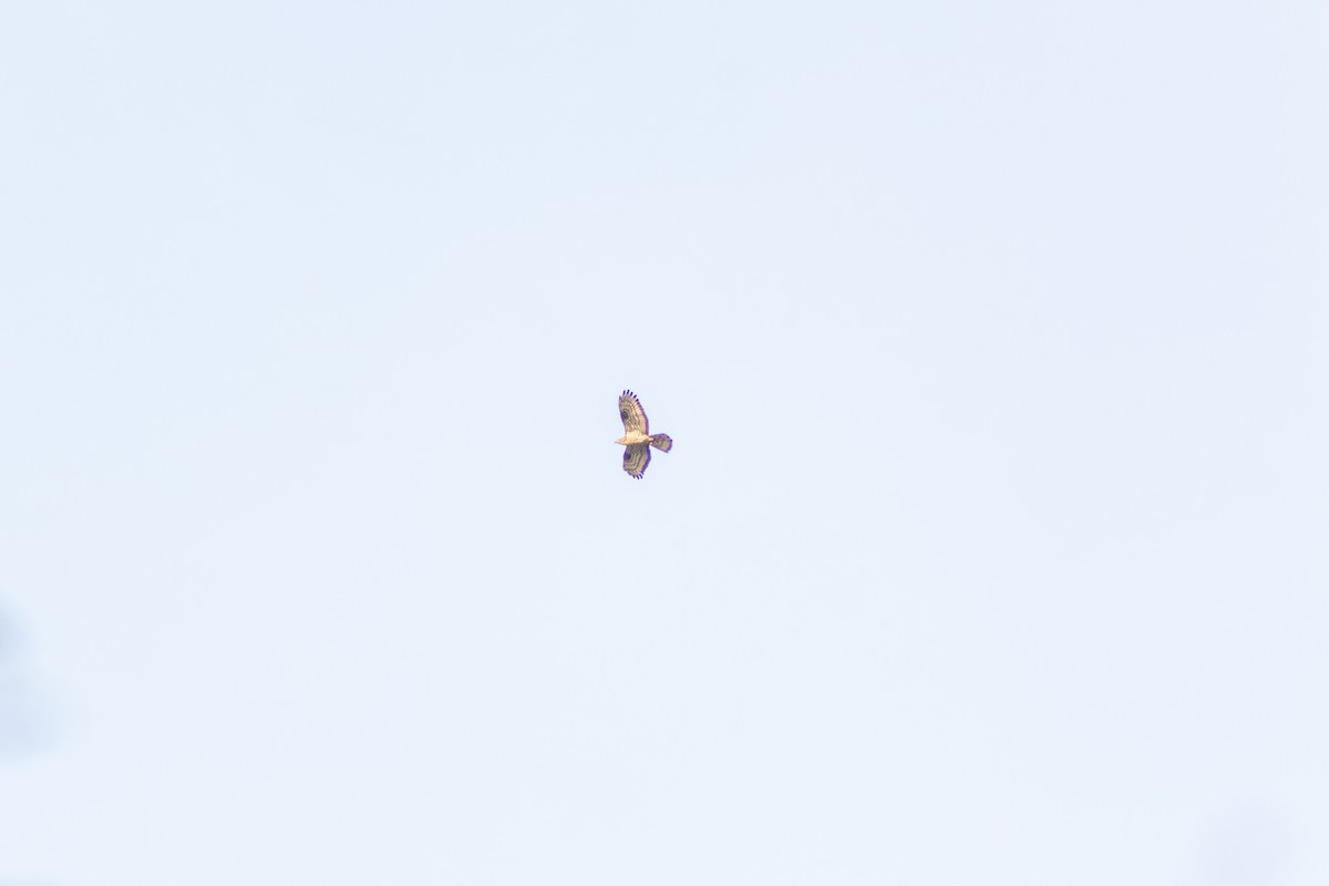 Балч гоорбис - ML639462635