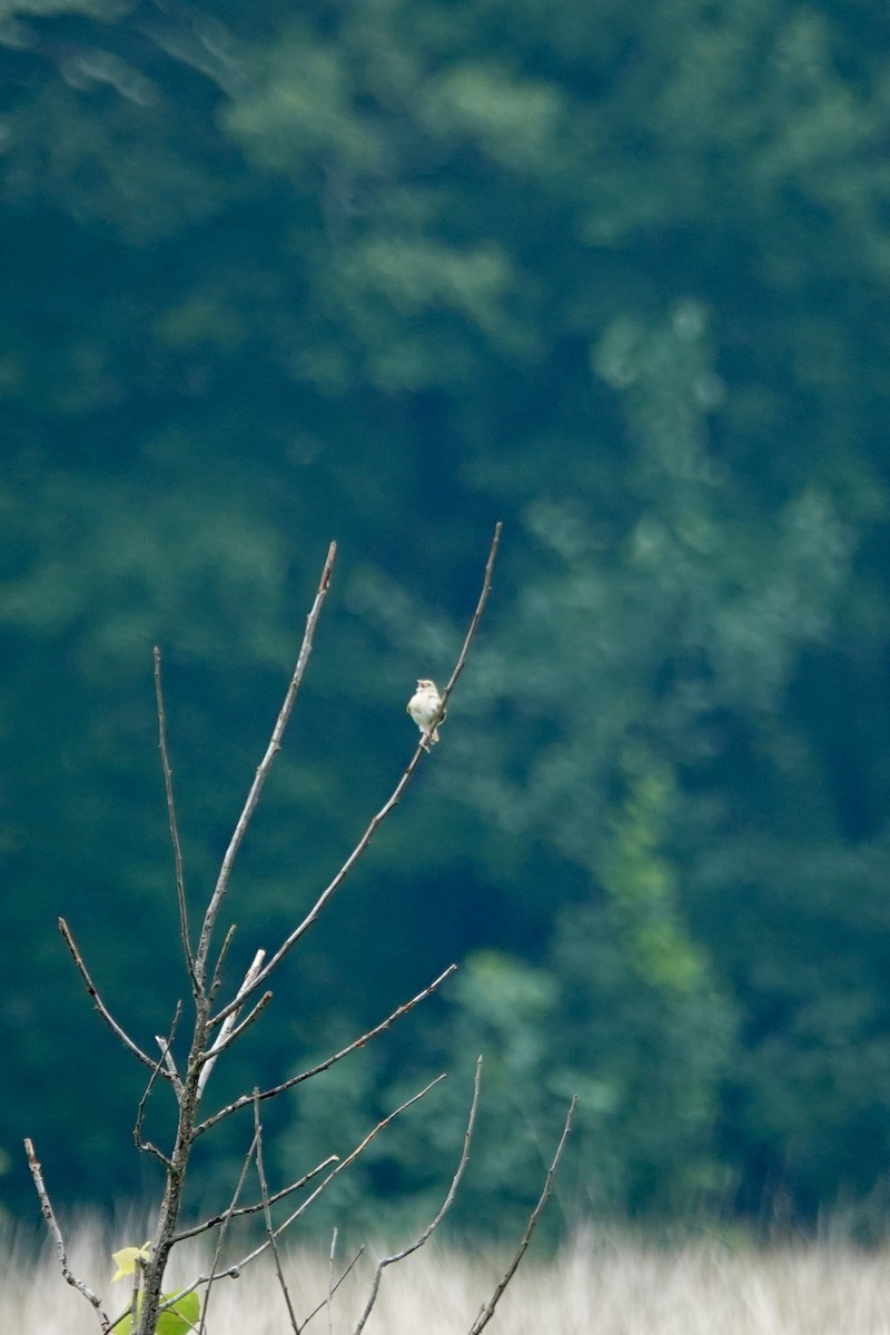 Grasshopper Sparrow - ML639462693