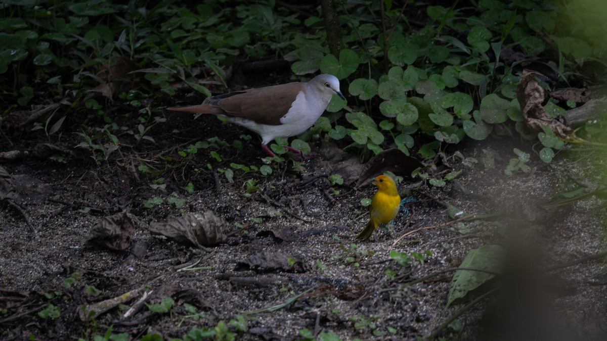 Pallid Dove - ML639462700