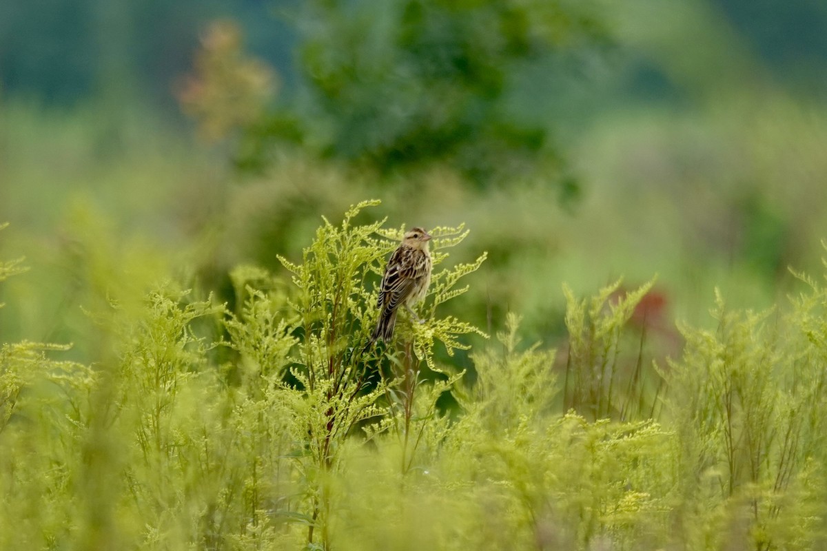 Bobolink - ML639462703