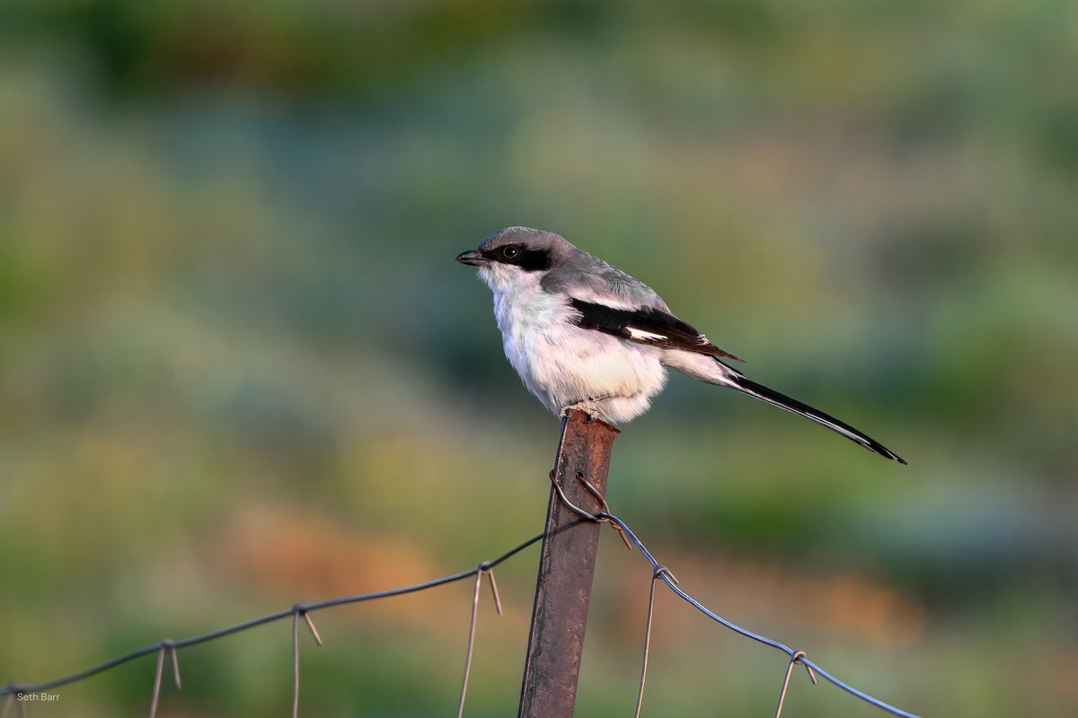 Giant Shrike - ML639462771
