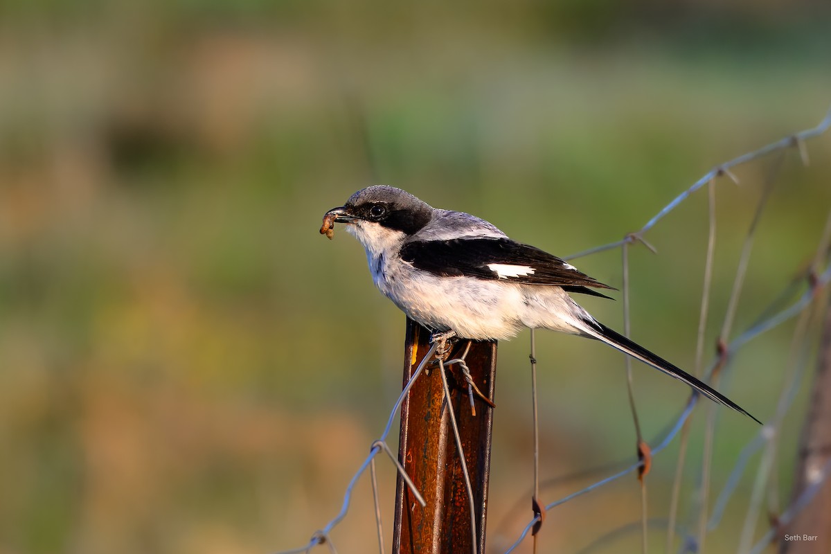 Giant Shrike - ML639462772