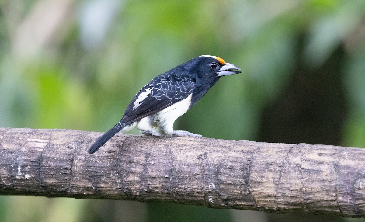 Orange-fronted Barbet - ML639462945