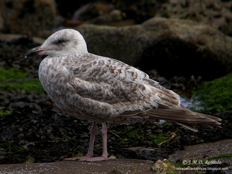 Goéland argenté - ML639463028