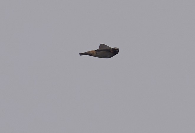 Cliff Swallow - ML639463075