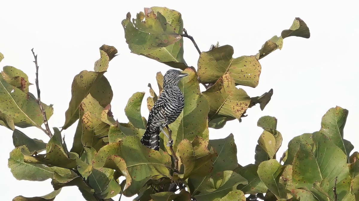 Barred Antshrike - ML639463081