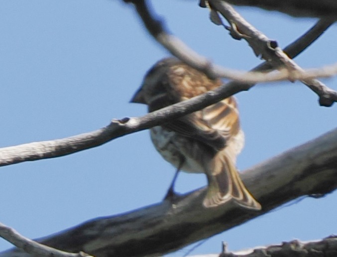 Purple Finch - ML639463115