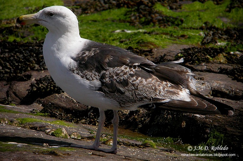 Goéland marin - ML639463122