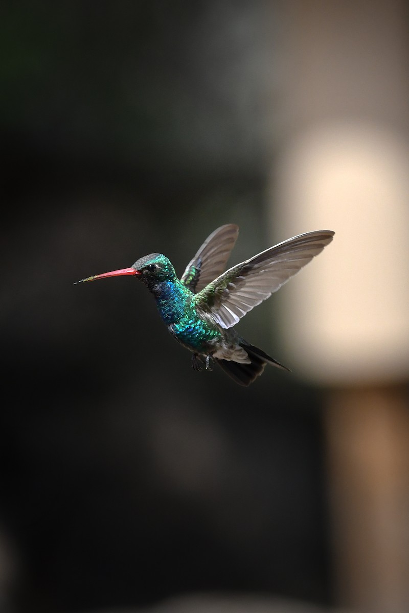 Broad-billed Hummingbird - ML639463166