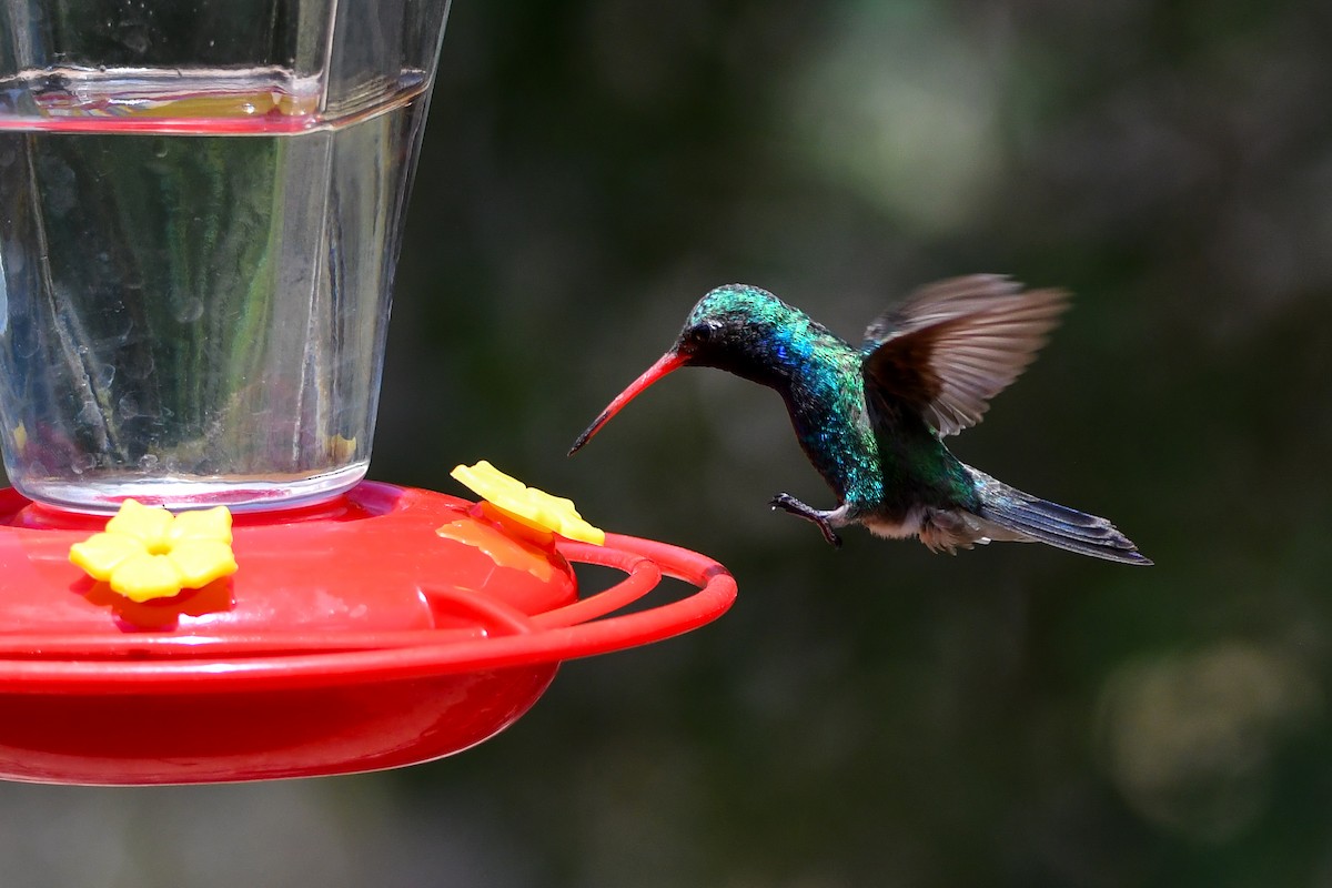 Broad-billed Hummingbird - ML639463168