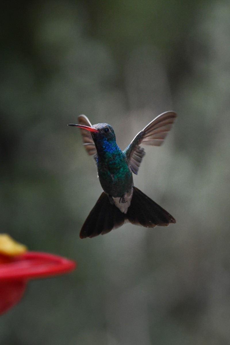 Broad-billed Hummingbird - ML639463169