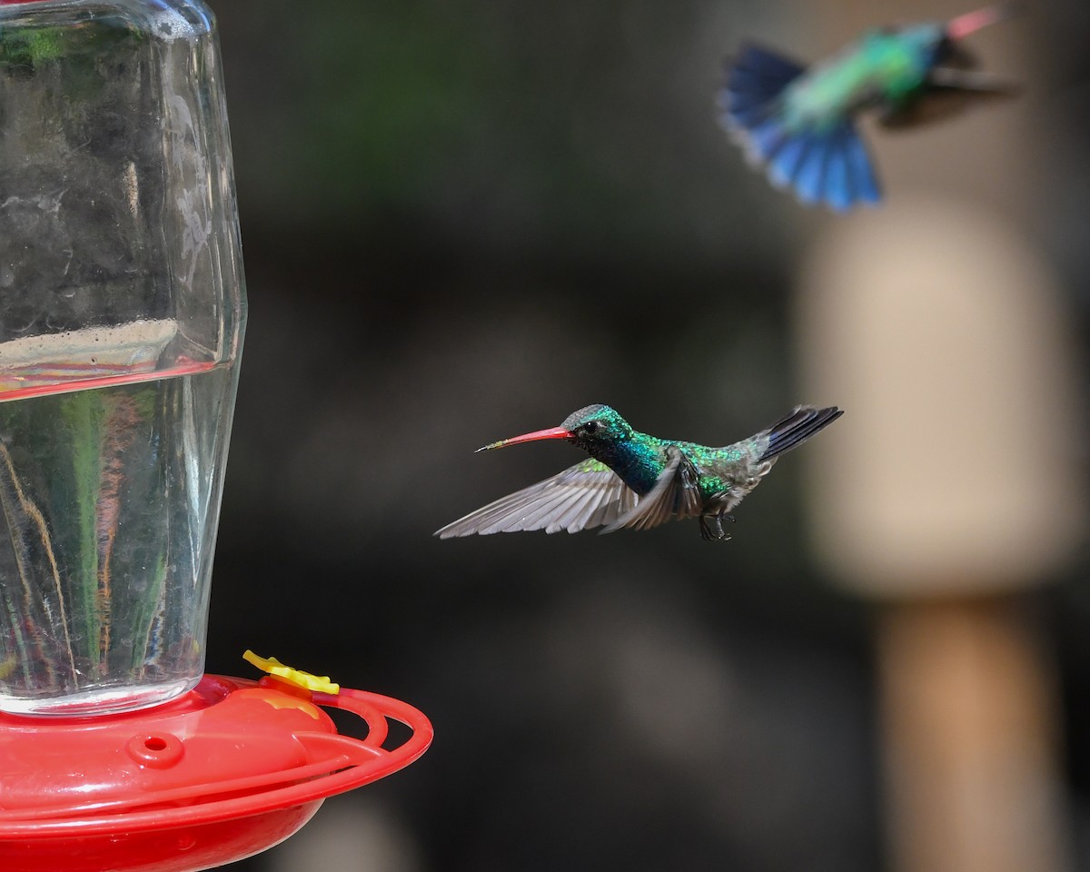 Broad-billed Hummingbird - ML639463170