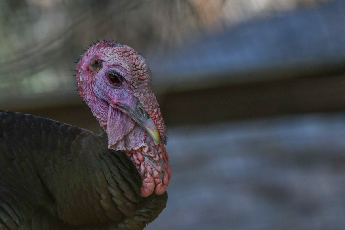 Wild Turkey - ML639463175