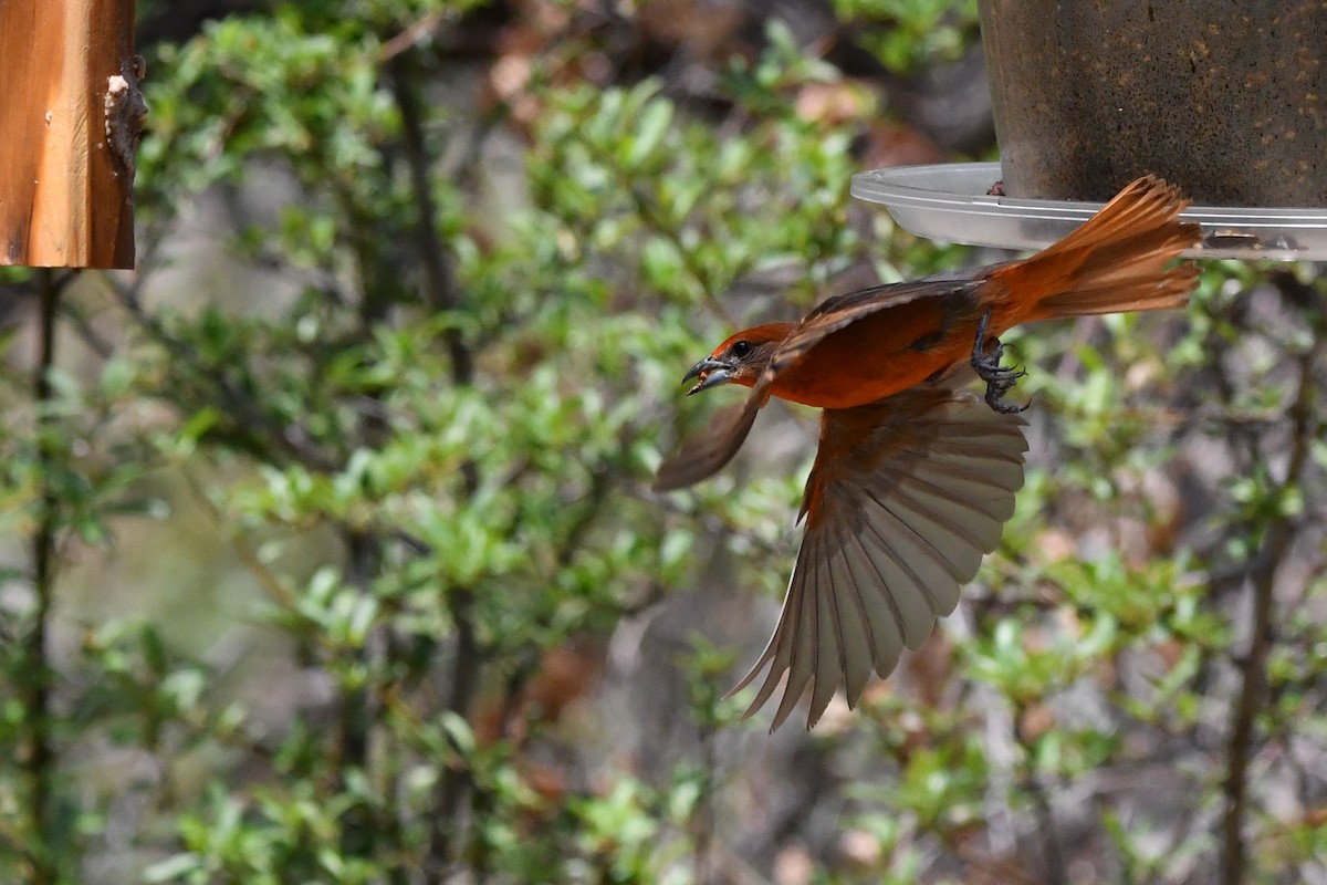 Hepatic Tanager (Northern) - ML639463188