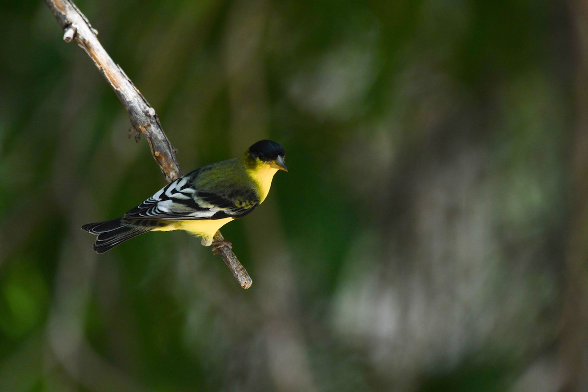 Lesser Goldfinch - ML639463206