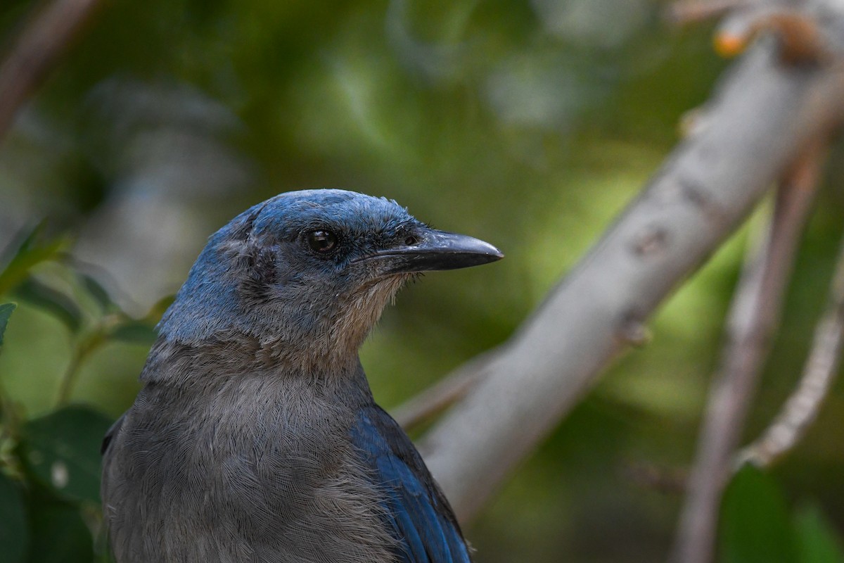Mexican Jay (Arizona) - ML639463216