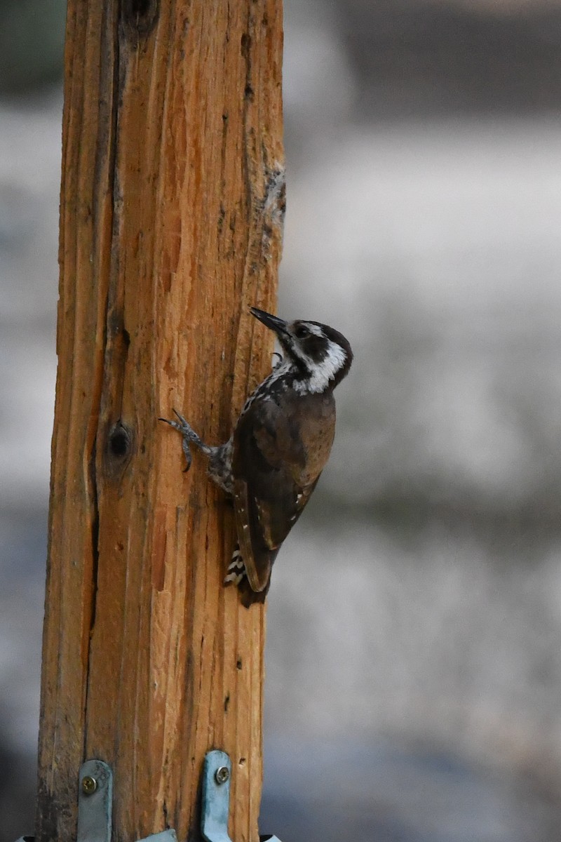 Arizona Woodpecker - ML639463225