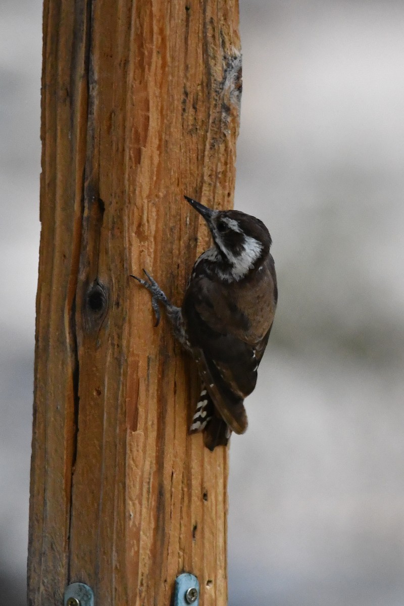 Arizona Woodpecker - ML639463226