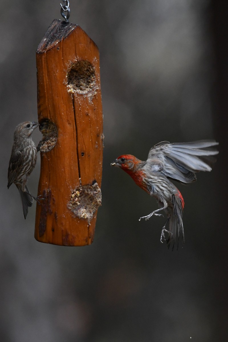 House Finch - ML639463231