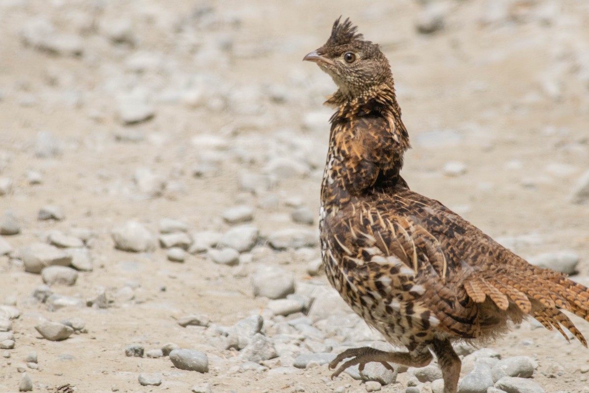 Ruffed Grouse - ML639463293