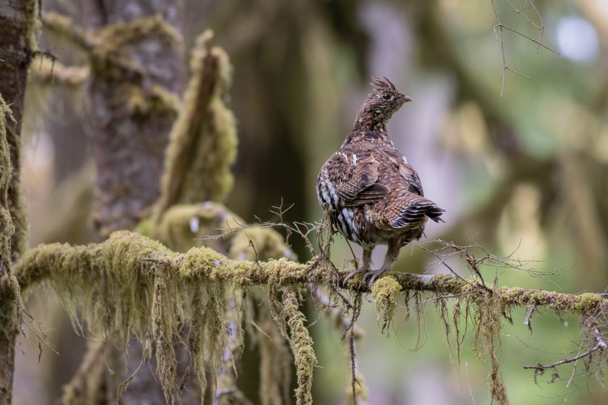 Ruffed Grouse - ML639463295