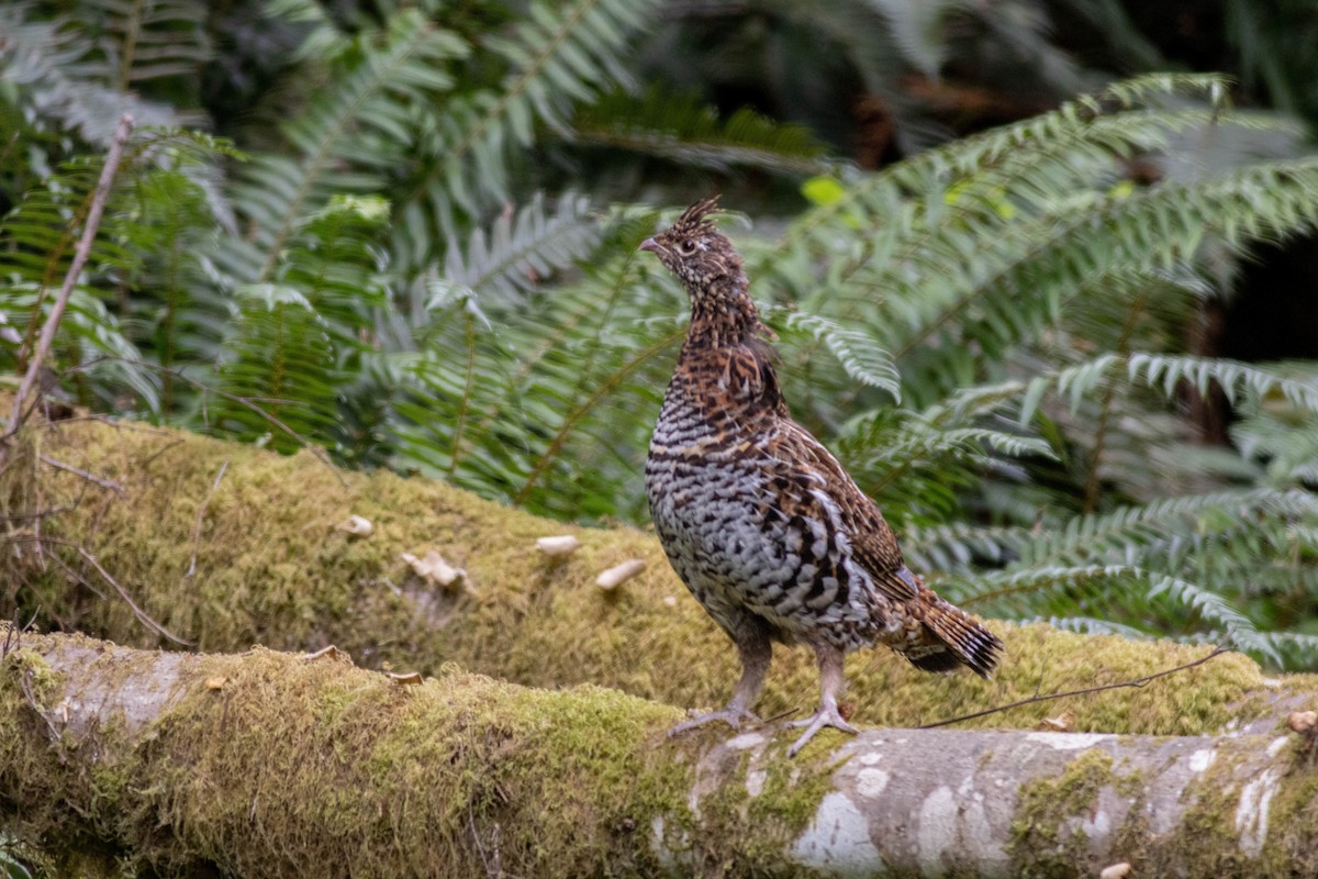 Ruffed Grouse - ML639463296
