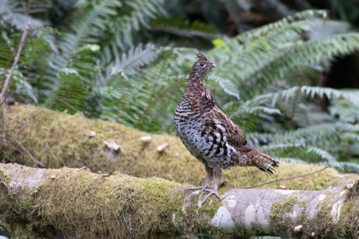 Ruffed Grouse - ML639463298