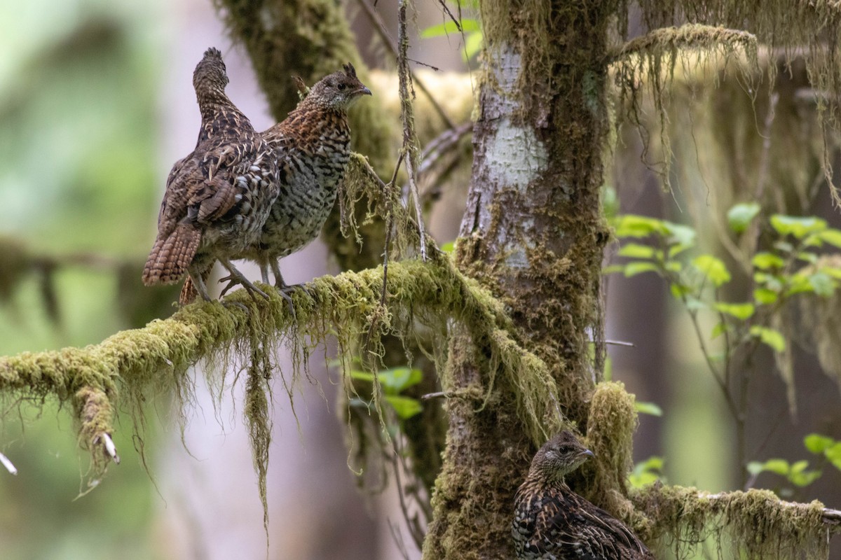 Ruffed Grouse - ML639463299