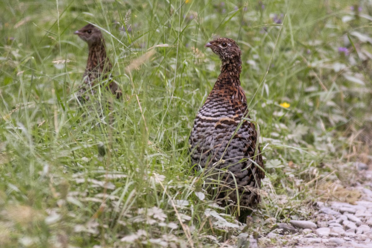 Ruffed Grouse - ML639463300
